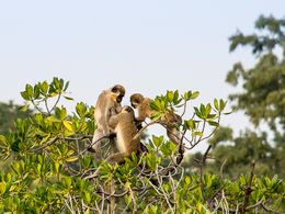15 jours – Circuit Saly, Sénégal Oriental, Toubacouta, Somone - Les singes