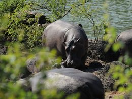 7 jours - Circuit Sénégal Oriental - Hippopotames